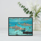 Requins dans la carte postale de cadre de lagune (Debout devant)