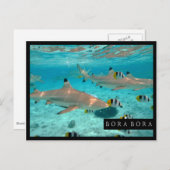 Requins dans la carte postale de cadre de lagune (Devant / Derrière)