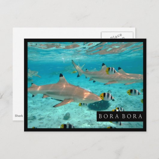 Requins dans la carte postale de cadre de lagune (Devant / Derrière)