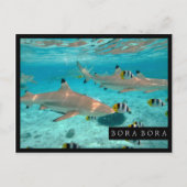 Requins dans la carte postale de cadre de lagune (Devant)
