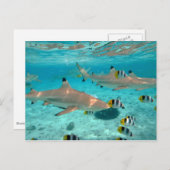 Requins dans la carte postale de lagune de Bora (Devant / Derrière)