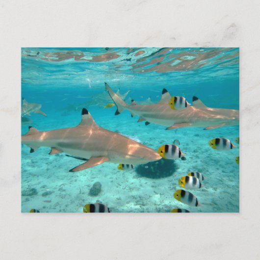 Requins dans la carte postale de lagune de Bora (Devant)