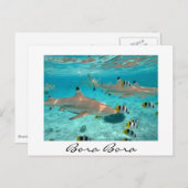 Requins dans la lagune Bora Bora carte postale en (Devant / Derrière)
