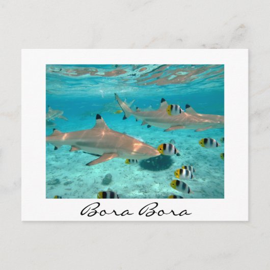 Requins dans la lagune Bora Bora carte postale en (Devant)