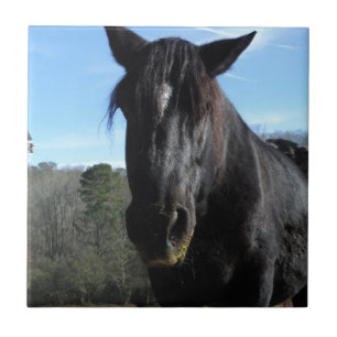 Rescuated Black Draft Horse Tegeltje