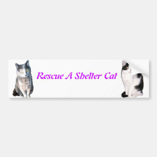 Rescue a Shelter Cat Bumpersticker