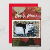 Rescue Cat Holiday Cheer Kaart (Voorkant / Achterkant)