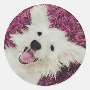 Rescue Dog Classic Ronde Sticker