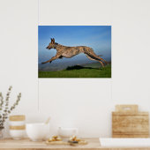 Rescue Dog Greyhound Sighthound Brindled Lurcher Poster (Keuken)