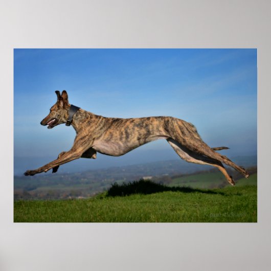 Rescue Dog Greyhound Sighthound Brindled Lurcher Poster (Voorkant)