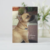 Rescue Dogs 3,5" x 5" Flat Dank u kaart (Staand voorkant)