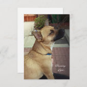 Rescue Dogs 3,5" x 5" Flat Dank u kaart (Voorkant / Achterkant)