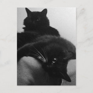 Rescue Kittens Briefkaart