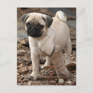 Rescue Pug Briefkaart