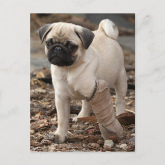 Rescue Pug Briefkaart