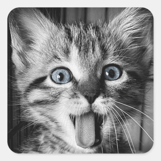 Rescue Schattigee Kitten Classic Ronde Sticker (Voorkant)
