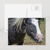 RESCUED HORSE BRIEFKAART (Voorkant / Achterkant)