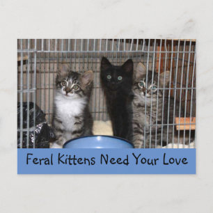 Rescued Kittens Briefkaart