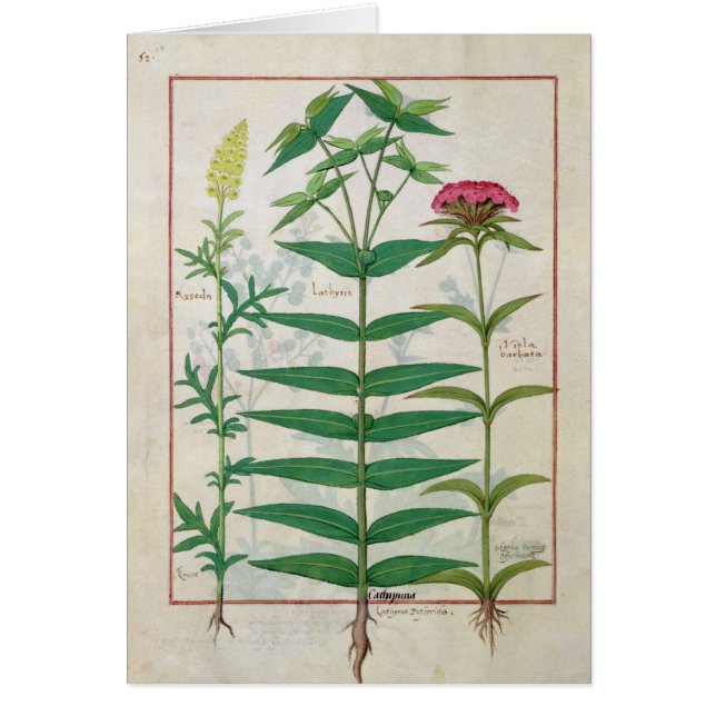 Reseda, Euphorbia en Dianthus (Voorkant)