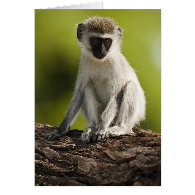 Réserve de gibier de Samburu, Kenya, Vervet Monkey (Devant)