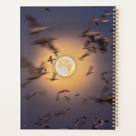 Réserve nationale de faune de Bosque del Apache (Dos)