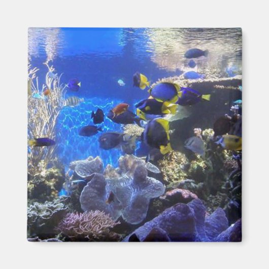 Réservoir de poisson 2 aimant (Devant)