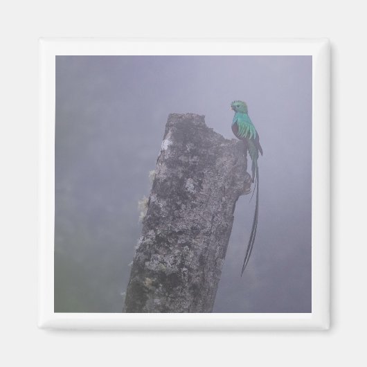 Resplendent Quetzal 2x2 magneet (Voorkant)