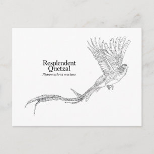 Resplendent Quetzal Briefkaart