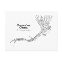 Resplendent Quetzal