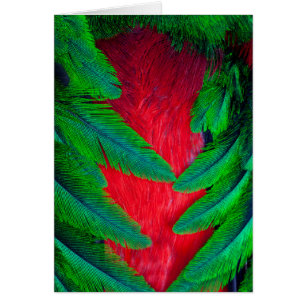 Resplendent Quetzal-vederontwerp