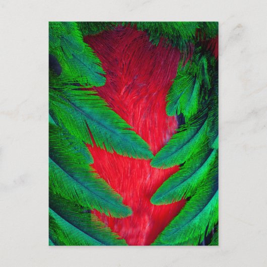 Resplendent Quetzal-vederontwerp Briefkaart (Voorkant)