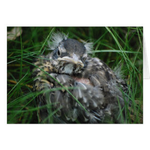 Ressort de Robin de bébé le premier