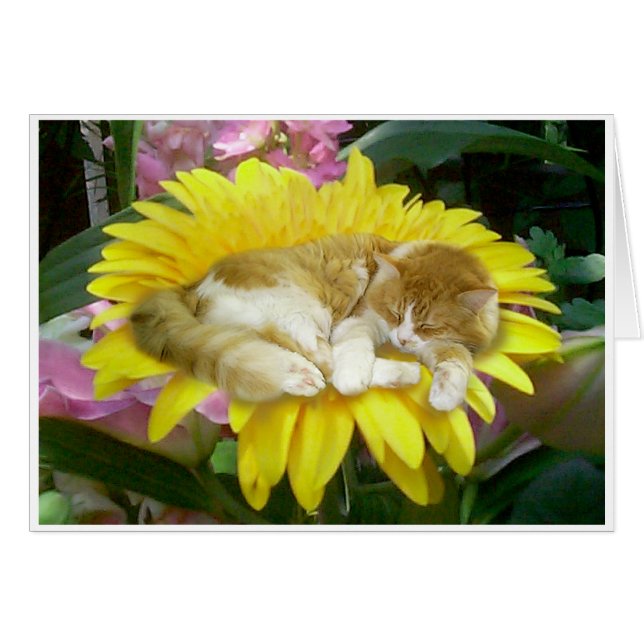 Ressort fragile (Devant horizontal)