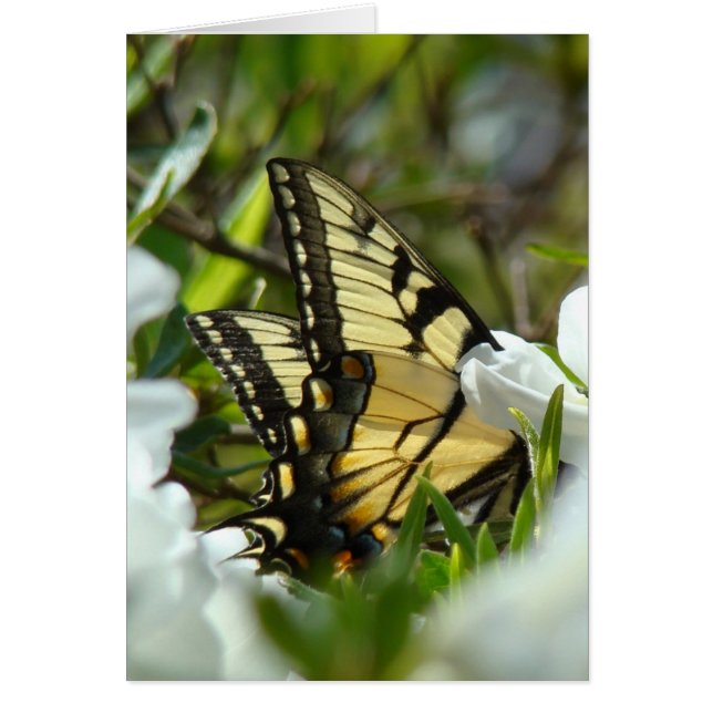 Ressort papillon (Devant)