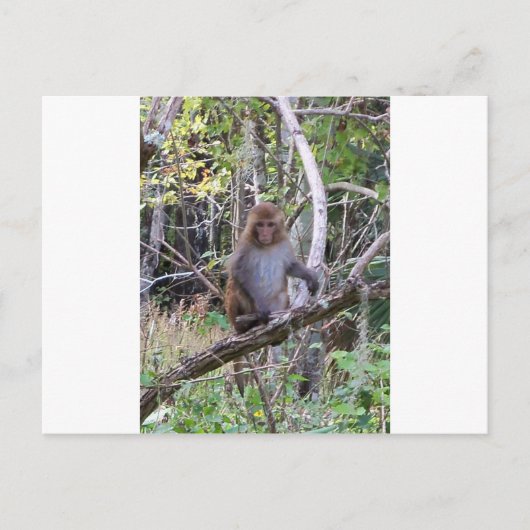ressus macaque monkey briefkaart (Voorkant)
