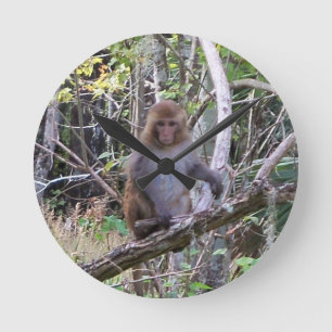ressus macaque monkey ronde klok
