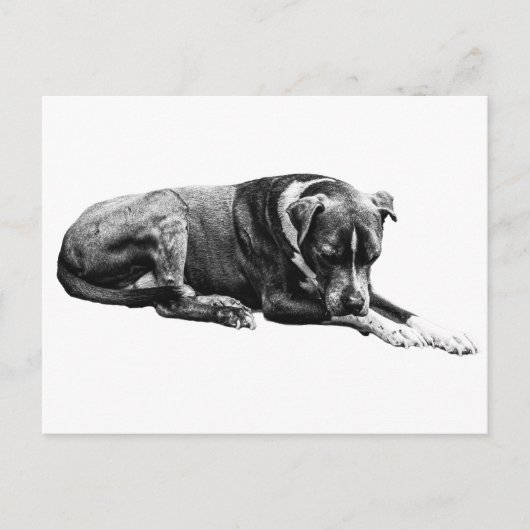 Rest Pose Dog Briefkaart (Voorkant)