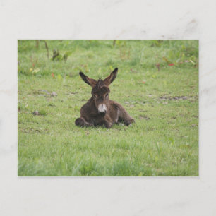 Resten op gras briefkaart