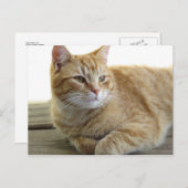 Resten van gele kat briefkaart (Voorkant / Achterkant)