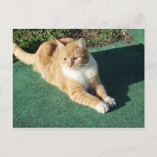 Resten van gele kat briefkaart (Voorkant)