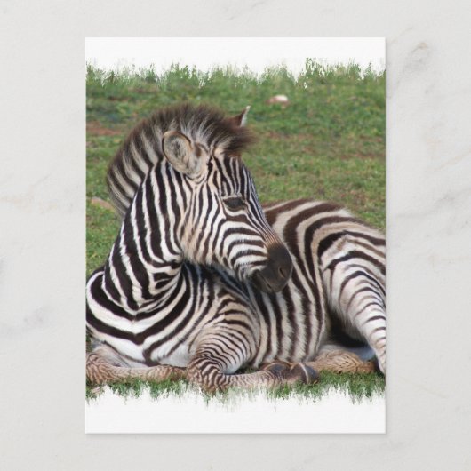Restend Zebra Briefkaart (Voorkant)