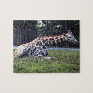 Restende Giraffe Legpuzzel