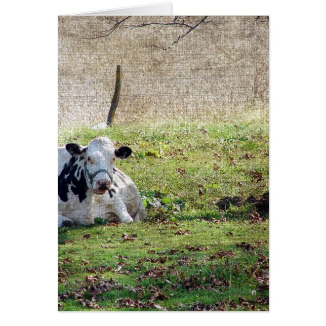 Restende zuivelKoe (Voorkant)