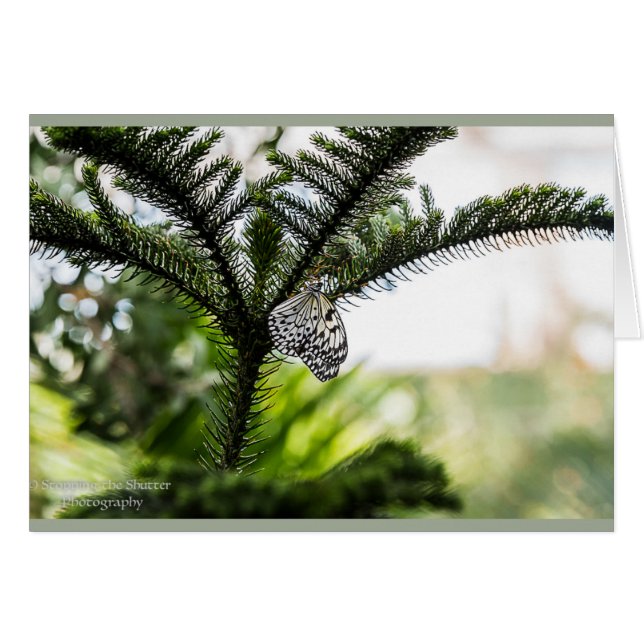 Resting Butterfly (Voorkant Horizontaal)