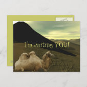 Resting Camel Briefkaart (Voorkant / Achterkant)