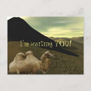 Resting Camel Briefkaart