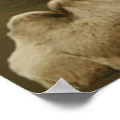 Resting Camel Poster (Hoek)