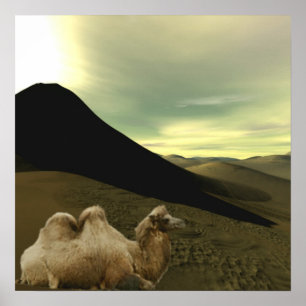 Resting Camel Poster
