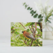 Resting Cedar Waxing Briefkaart (Staand voorkant)