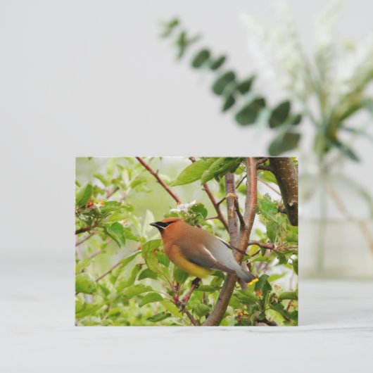 Resting Cedar Waxing Briefkaart (Staand voorkant)